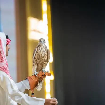 المزاد الدولي لمزارع إنتاج الصقور