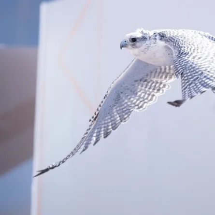 صقر. الصورة من مكتب أبوظبي الإعلامي