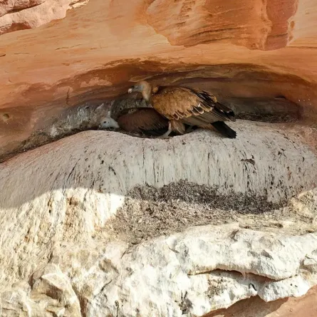 اكتشاف 3 مستعمرات تكاثر لنسور غريفون - الصورة من واس