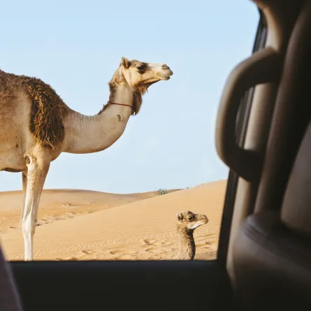 الإبل. الصورة من موقع unsplash