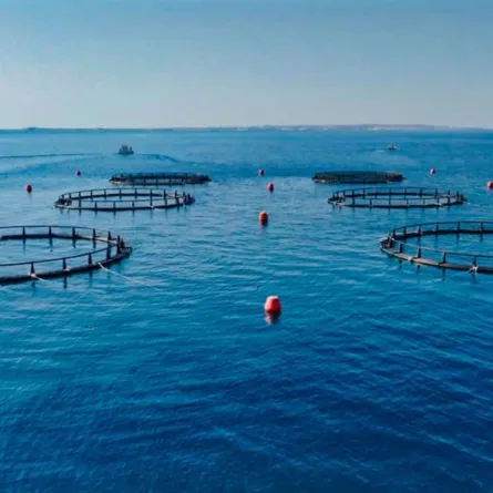 استزراع الأحياء المائية في أقفاص بحرية - مصدر الصورة وكالة انباء الإمارات