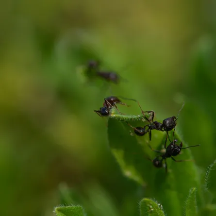 تفسير رؤيا النمل الأسود الصغير في المنام