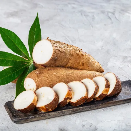 نبات الكاسافا