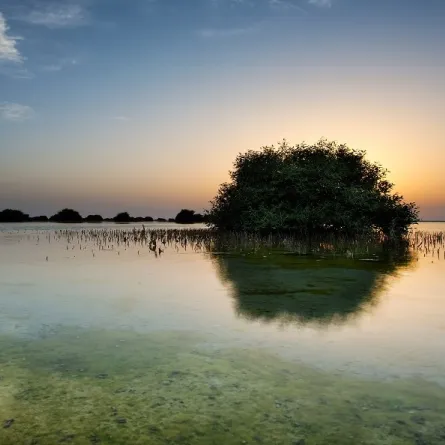 شجرة القرم. الصورة من هيئة البيئة - أبوظبي