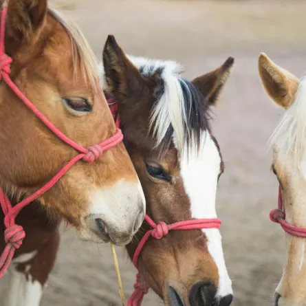 يعود إلى القرون الوسطى.. اكتشاف مذهل لعشرات الهياكل العظمية للخيول 