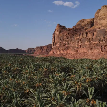 مهرجان العلا للتمور