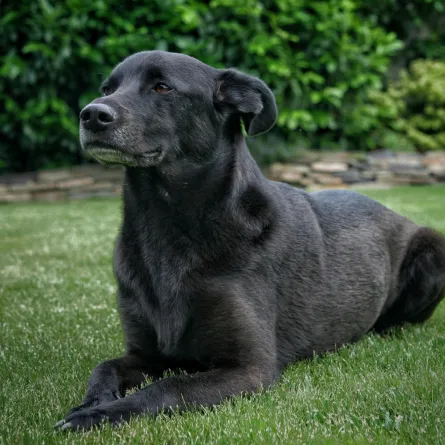 حلم رؤيا الكلب الأسود في المنام - الصورة تعبيرية