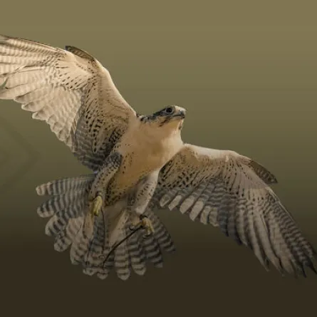 معرض أبوظبي الدولي للصيد والفروسية. الصورة من مكتب أبوظبي الإعلامي