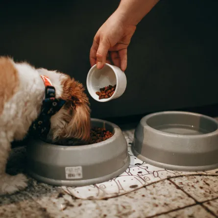 تفسير حلم إطعام الحيوانات الأليفة