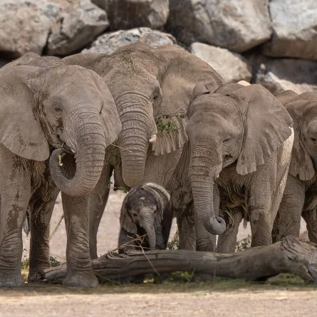 الفيلة في سفاري الشارقة. الصورة من wam