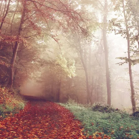 فلكية جدة تكشف عن موعد الاعتدال الخريفي وبداية الخريف فلكياً للعام 2024