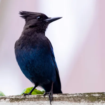 اكتشاف مذهل.. بذور في معدة طائر قديم تكشف حقائق جديدة