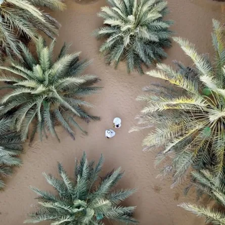 صورة فوتوغرافية للنخيل. الصورة من wam 