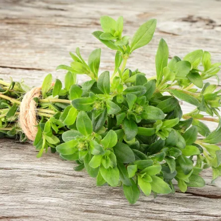 شرب الزعتر البري عند الإصابة بأحد أمراض الجهاز التنفسي