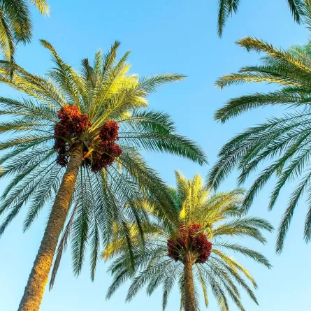 يوم النخيل العربي