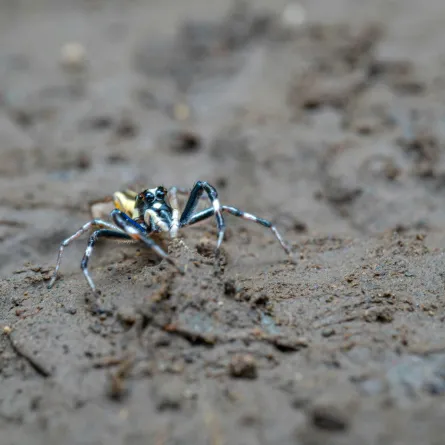 اكتشاف جديد.. العثور على أنواع جديدة من العناكب في كازاخستان
