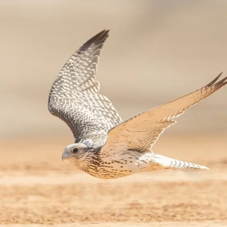 بمشاركة عالمية واسعة.. انطلاق معرض الصقور والصيد السعودي الدولي 2024