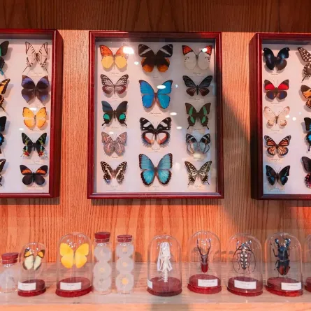 معرض الصقور