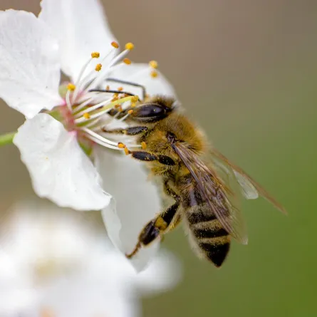 البروبوليس الذي يصنّعه النحل يحتوي على مضادات الأكسدة القوية