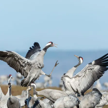 الطيور المهاجرة 