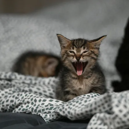 تفسير رؤيا القطط في المنام