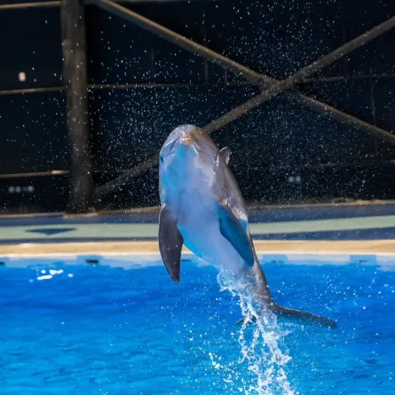 موسم الرياض 2024: تجربة دولفيناريوم وورلد الفريدة والممتعة تنطلق في هذا الموعد