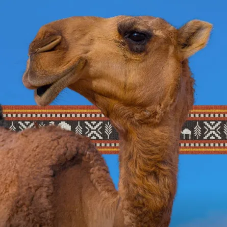 السعودية تتوج عام الإبل بأشهر ناقة في التاريخ.. إليكم أبرز المعلومات عنها