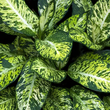 نبات الأجلونيما