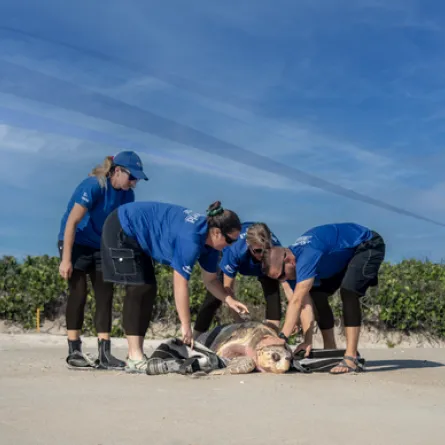 رعاية الكائنات البحرية في سي وورلد أبوظبي ومركز ياس سي وورلد للبحوث والإنقاذ. الصورة من مكتب أبوظبي الإعلامي