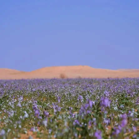 محمية الملك عبدالعزيز الملكية