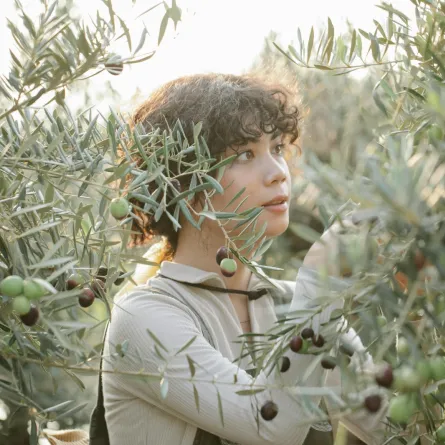 تفسير الحلم بشجر الزيتون