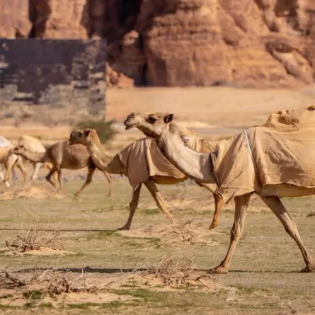 الهيئة الملكية لمحافظة العُلا 