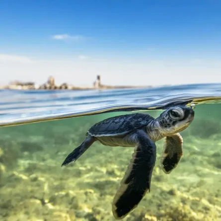 سلحفاة بحرية 