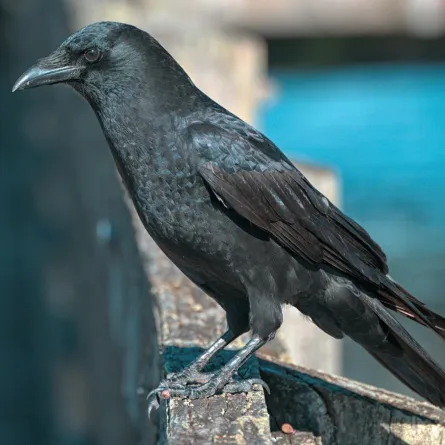 تفسير حلم الغراب في المنام 