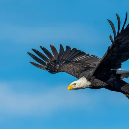 تفسير رؤية النسر في المنام