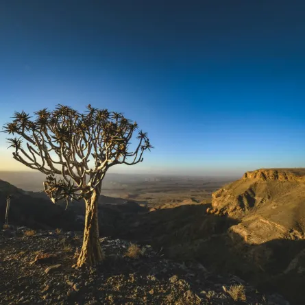 شجرة تبدو جرداء في صحراء قاحلة