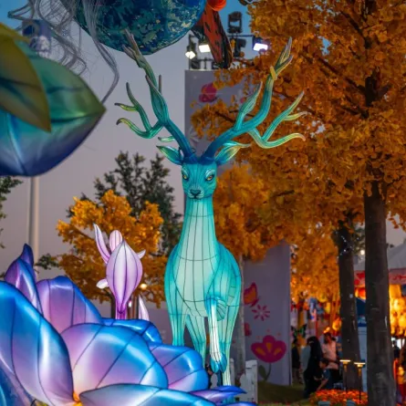 منطقة وندر جاردن