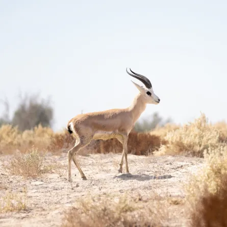 المها العربي