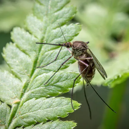 تفسير رؤيا الناموس في المنام 