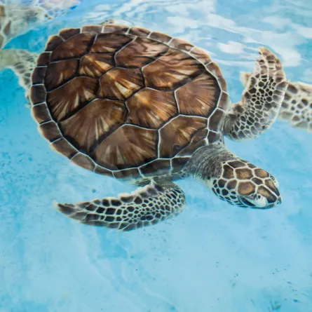 أول مؤتمر دولي للمحافظة على سلاحف البحر الأحمر - الصورة من pexels by maribernotti