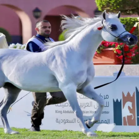 انطلاق العرض الدولي السابع لجمال الخيل العربية الأصيلة بالرياض في هذا الموعد