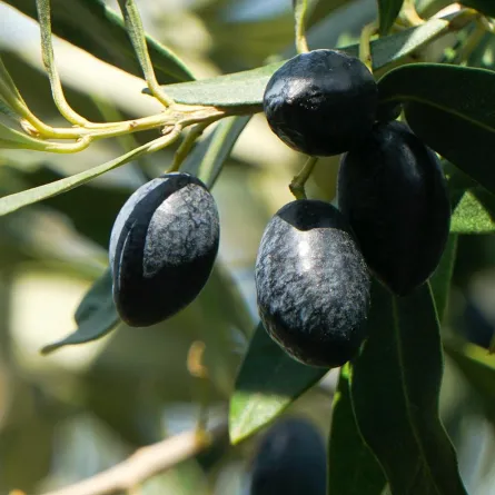 فوائد الزيتون الأسود رائعة لصحة الجسم