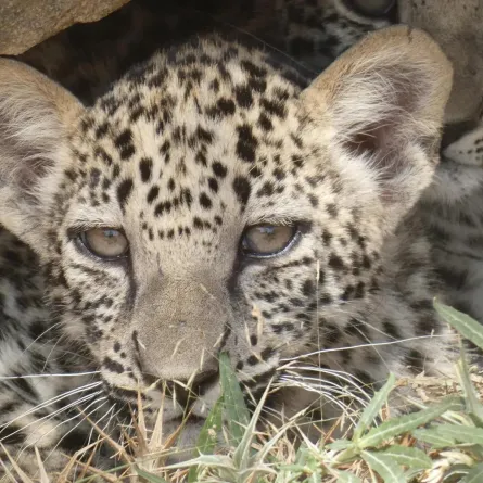 ولادة 3 توائم نادرة من النمر العربي. الصورة من واس