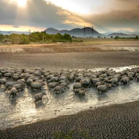 تفسير دلالة الحُلم بالحيوانات 