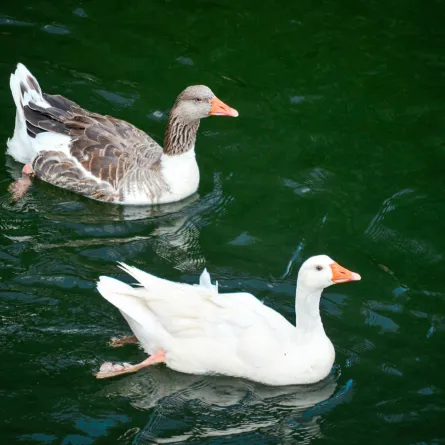 تفسير حلم رؤيا الإوز في المنام