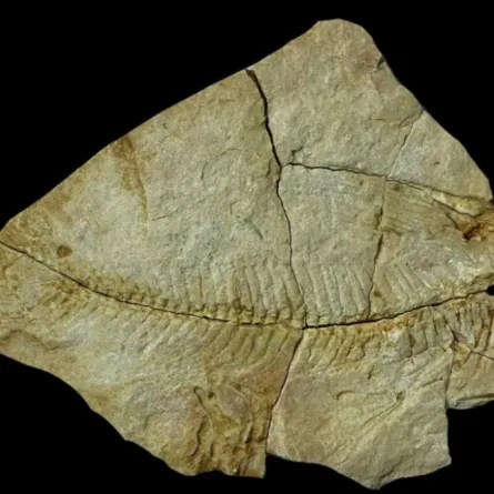 اكتشاف تاريخي.. العثور على كائنات بحرية تعود للعصر الإيوسيني شمال السعودية