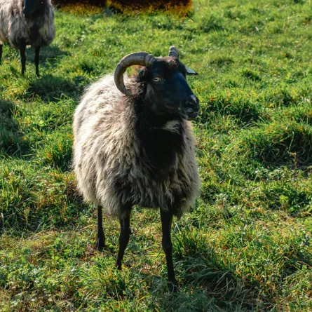 تفسير حلم رؤيا الخروف في المنام