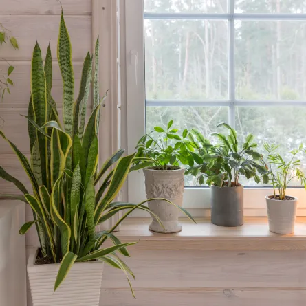 مجموعة من النباتات المنزلية المنسقة 