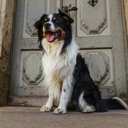 تفسير حلم دخول الكلاب المنزل