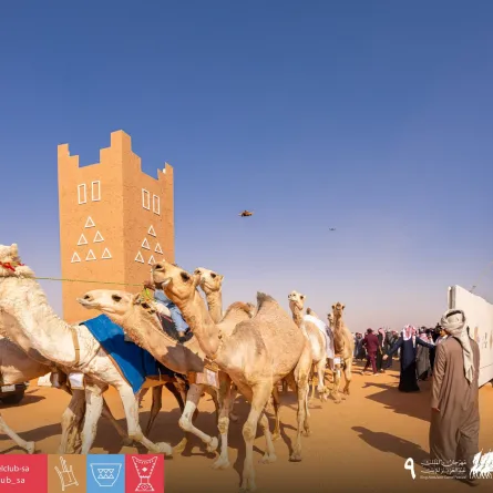 %60 نموا في سوق نقل الإبل مع انطلاق مهرجان الملك عبدالعزيز بنسخته التاسعة - الصورة من حساب نادي الإبل على إكس